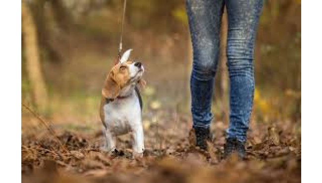 Walking in the Countryside