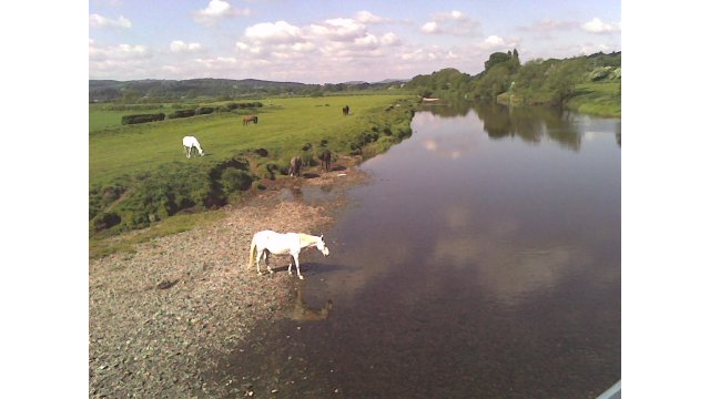 Horses at Nisbet Alistair McFadzen, Nisbet, 08/08/2021