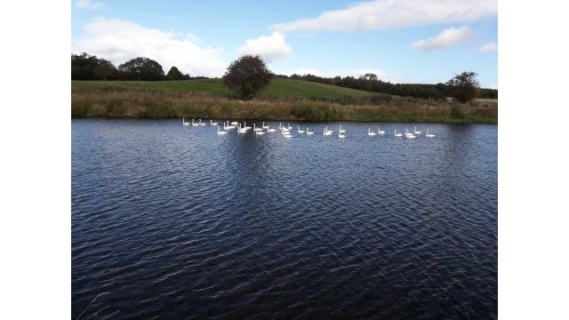 Swans on Teviot Alistair McFadzen 08/08/2021