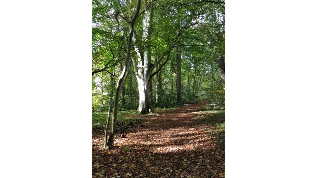 (2) Woods near Nisbetmill Cauld. D Faulds