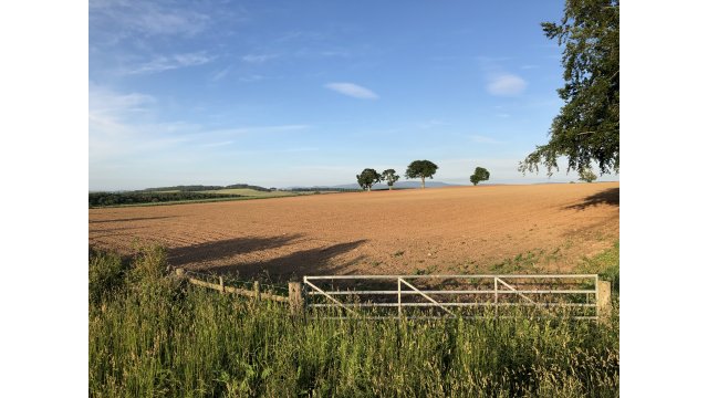 View to Cheviots from Ulston July 2021 Carol Spalton