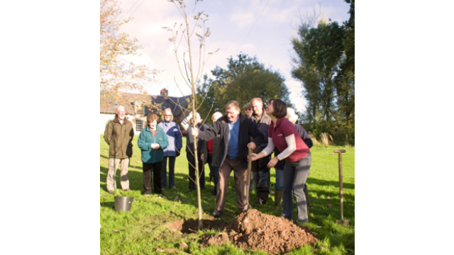 Jubilee tree Nisbet 